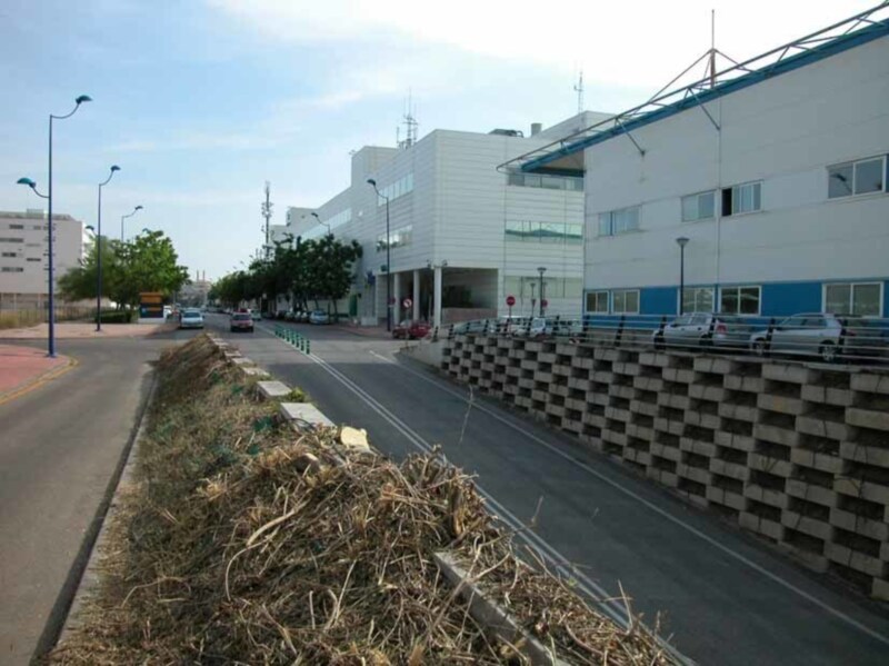 Poda brutal en la calle Americo Vespucio.