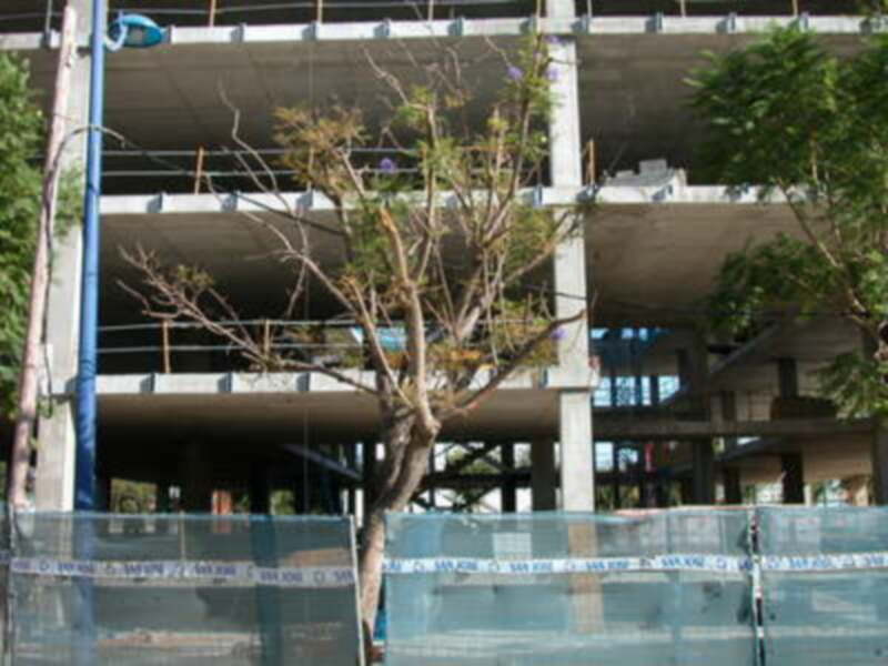 Daños en el arbolado urbano de Sevilla.