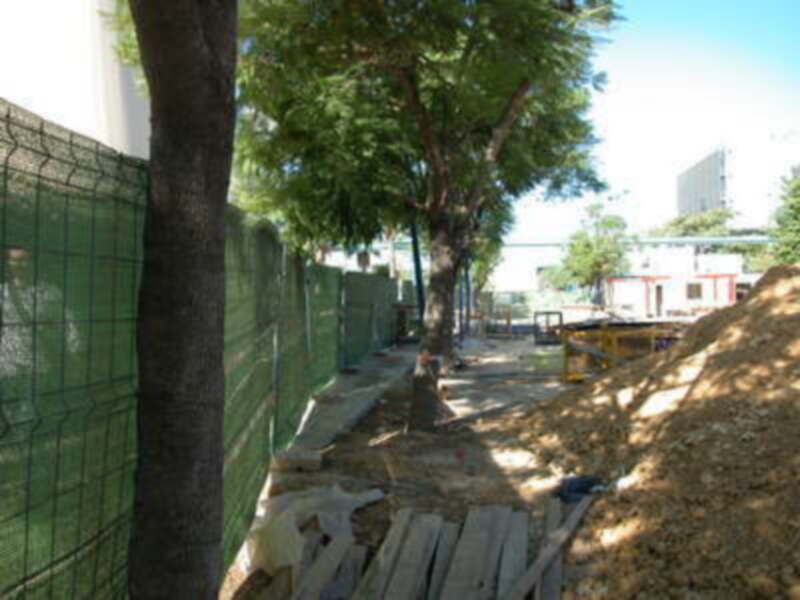 Ocupación de la vía pública y daño al arbolado de Sevilla