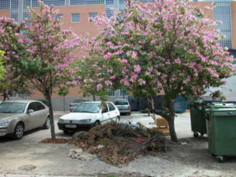 Por qué esta falta de civismo ?