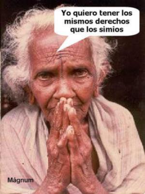 EL GOBIERNO PIDE MÁS DERECHOS PARA LOS SIMIOS