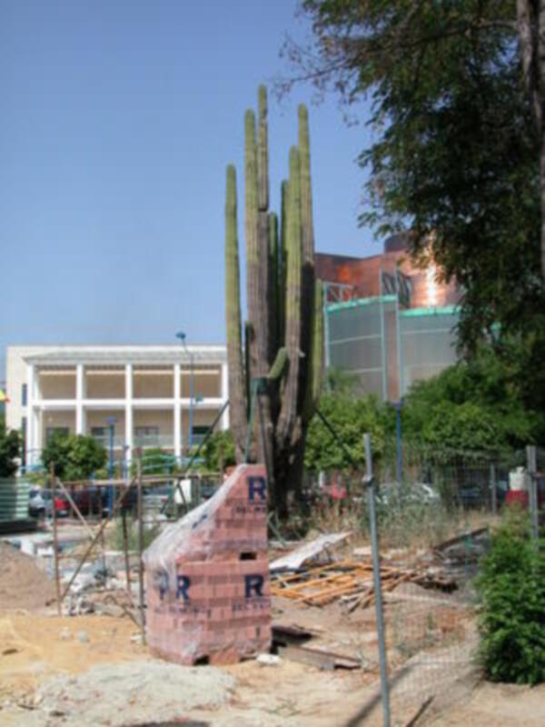 1.500 años de vida contemplan a este Cactus que vino de Mejico y se quedó en Sevilla.