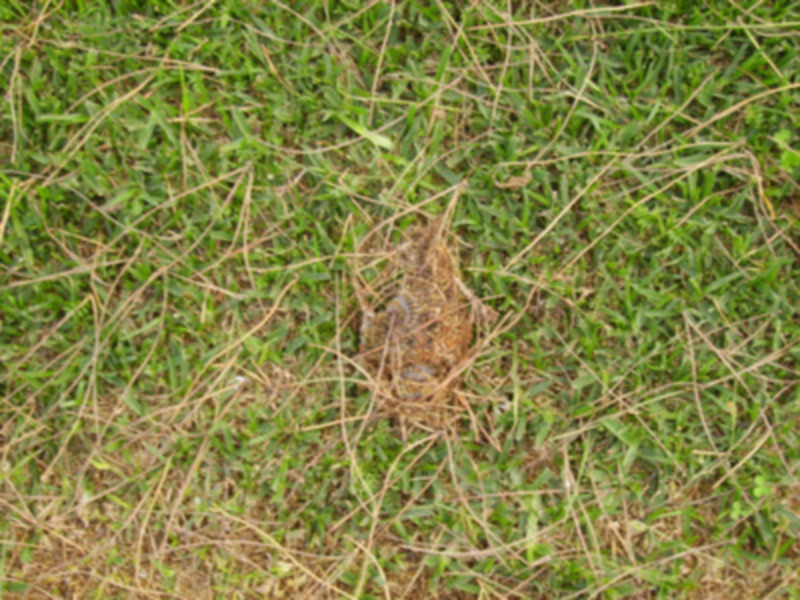 La Procesionaria en Sevilla