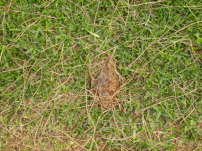La Procesionaria en Sevilla