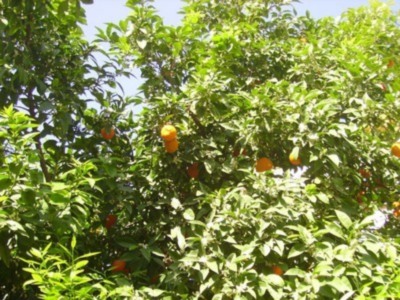 El Azahar se adelanta en Sevilla 15 días al Domingo de Ramos.