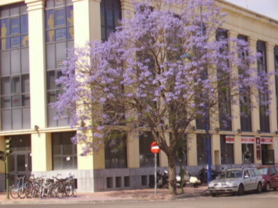 Sevilla se viste de violeta
