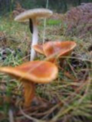  El Ateneo Andaluz realiza una salida micológica a Pinares de Hinojos