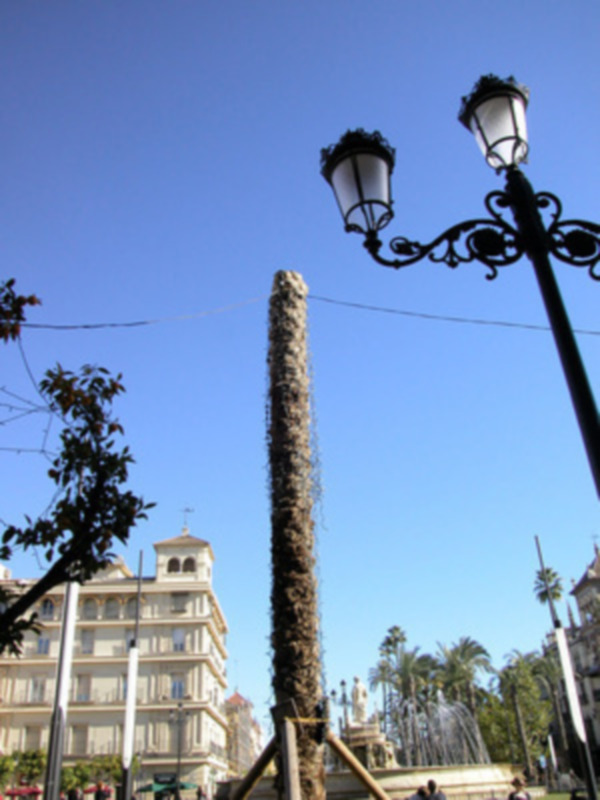 Palmeras muertas en la Puerta Jerez.