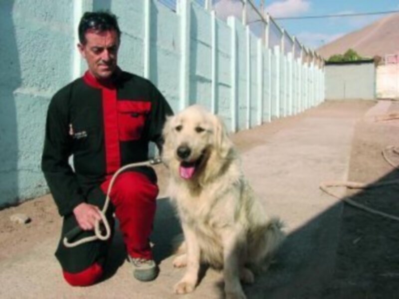 Prensa Chilena Destaca Localización por Perro Método Arcón de Mineros Sepultados