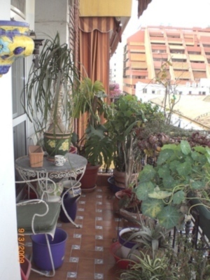 Ha llegado la primavera a Sevilla .