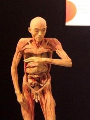 La exposición "Érase una vez..la VIDA" cierra definitivamente sus puertas en el Palacio Baluarte de Pamplona, con más ¡¡60.000 visitantes!!