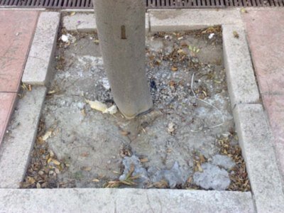 En Sevilla en el Parque Tecnológico numeroso árboles afectados por la construción del carril bici.
