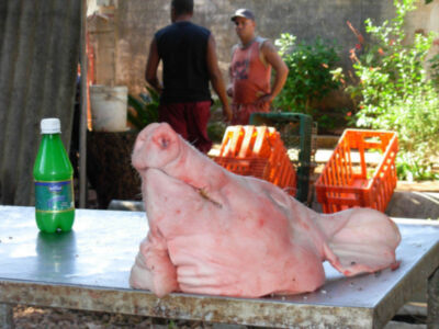 Acudí, Acudí, Acudí.