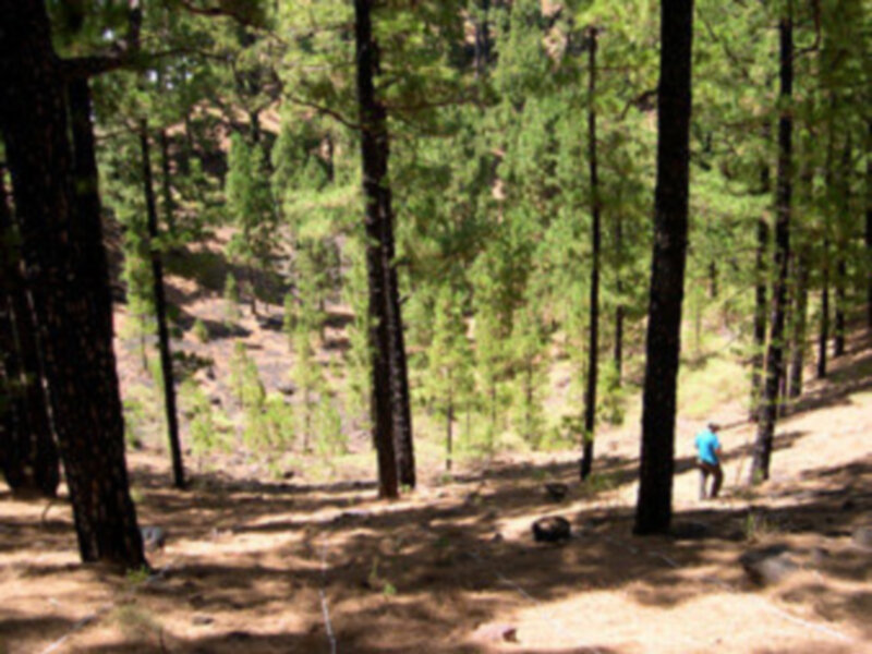 Un estudio de la UPO constata las limitaciones del pinar canario para recuperarse de un incendio