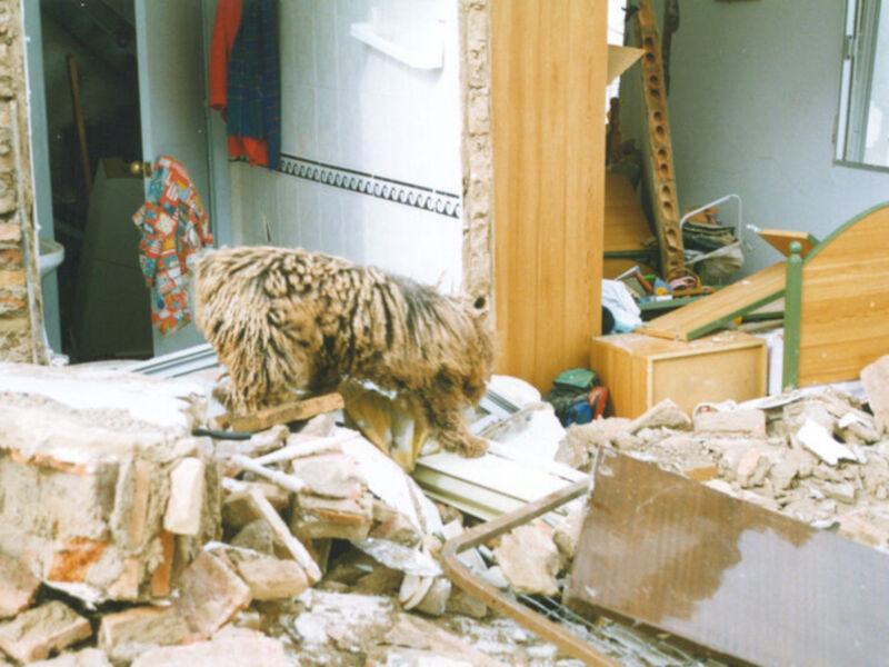 El experto sevillano Jaime Parejo seleccionado como Conferencista para el VII Congreso Internacional de Ciencias Veterinarias 2011 que se celebrará en Cuba 