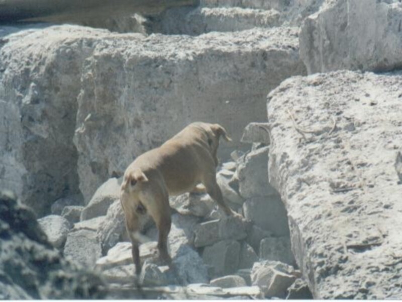 Próxima clausura del XXIX Curso Internacional Metodo Arcón, oficial por la Delegación Territorial de Palencia de la Junta de Castilla y León