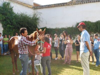 Los alumnos del taller de terapias ecuestres de Olavide en Carmona aprenden a cuidar los caballos y montarlos