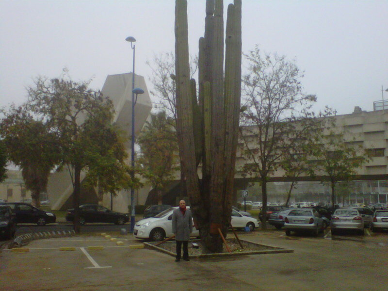 El cactus más anciano de Sevilla y posiblemente de Europa.