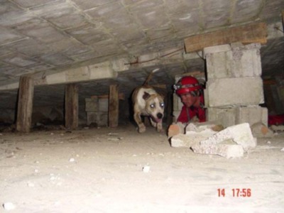 Bomberos y Policías finalizan en Sevilla el Curso del Método ARCÓN de Salvamento con Perros en Desastres