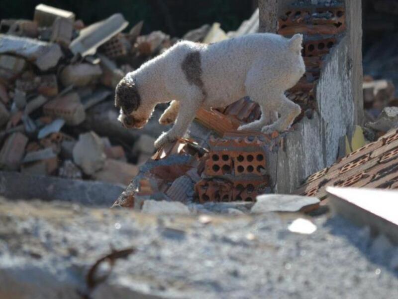 Homologados en Andalucía 12 perros para salvar vidas con Método Arcón el sistema de salvamento más eficaz y galardonado del mundo