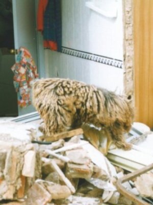 LA PRESTIGIOSA POLICIA MILITAR DE LA CAPITAL DE BRASIL APRUEBA METODO ARCON COMO EL SISTEMA OFICIAL DE FORMACION E INTERVENCION PARA LA DETECCION CON PERROS DE SUSTANCIAS O PERSONAS