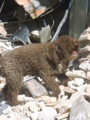 La prestigiosa Universidad de La Coruña avala oficialmente la gran importancia y avance que a nivel científico constituye el método Arcón