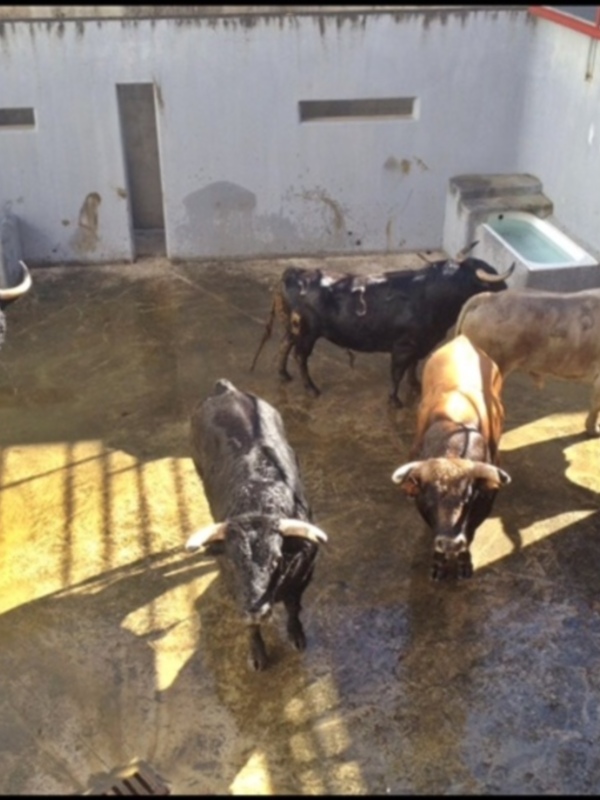 Toros de D. José Luis Marca para Morón.