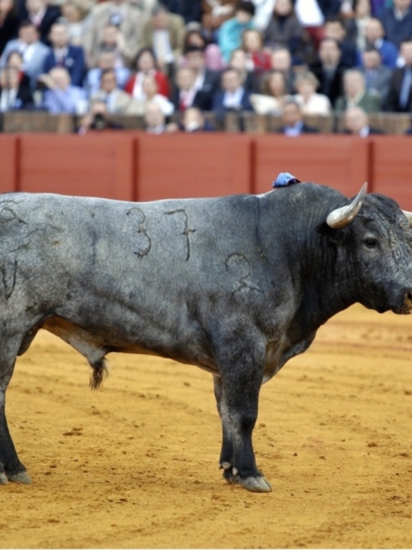 Vincci otorga su premio al toro 'Cobradiezmos' de Victorino Martín