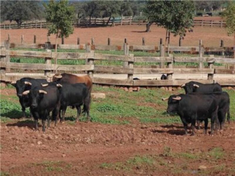 Enrique Romero: “Nuestro objetivo es seguir descubriendo la magia del toro bravo en el campo”