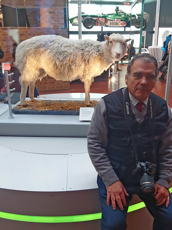Se cumplen 27 años de la oveja Dolly, el primer animal clonado del mundo