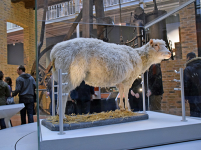 Dolly la oveja, como primer mamífero en ser clonado de una célula adulta, es el clon más famoso del mundo.