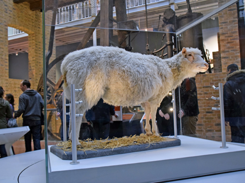 Dolly la oveja, como primer mamífero en ser clonado de una célula adulta, es el clon más famoso del mundo.