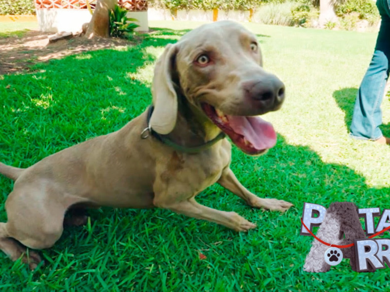 "Patas Arriba" visita a Cayetano Martínez de Irujo y su finca, en Canal Sur Televisión