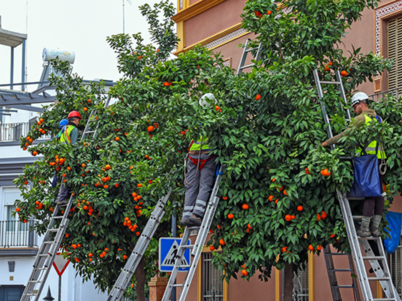 El Ayuntamiento de Sevilla, estima recoger alrededor de 2,5 millones de kilos de naranja amarga hasta finales de febrero