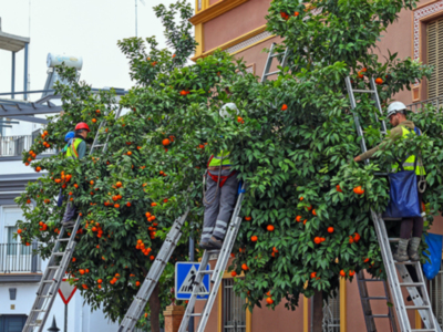 El Ayuntamiento de Sevilla, estima recoger alrededor de 2,5 millones de kilos de naranja amarga hasta finales de febrero