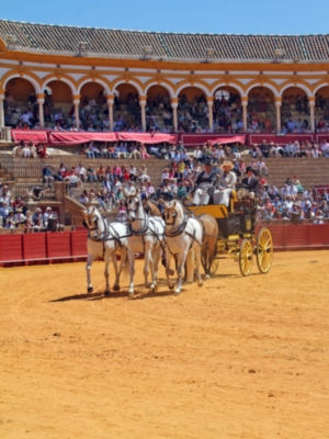 La Capital Hispalense, se volvió a rendir ante la belleza y la majestuosidad de los enganches en la Real Maestranza de Sevilla 
