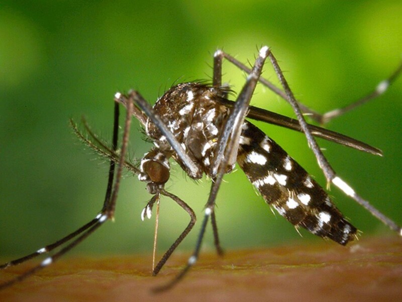 La lucha contra el mosquito portador del virus del Nilo, en "Los Reporteros"