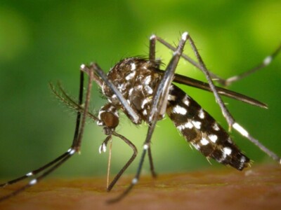 La lucha contra el mosquito portador del virus del Nilo, en "Los Reporteros"