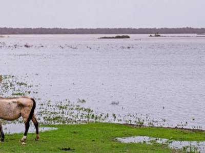  El nacimiento del Parque de Doñana en "El hombre que salvó al paraíso"