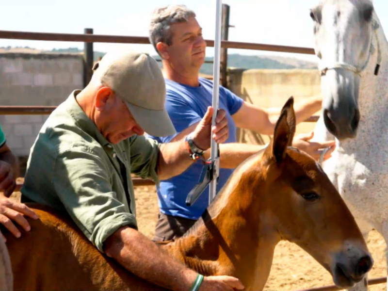 Ruta ecuestre por Donaña, en "Todocaballo"