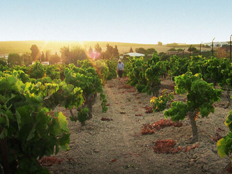 "Un vino antiguo en una aldea global", la historia de los míticos caldos Jerez-Sherry