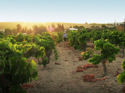 "Un vino antiguo en una aldea global", la historia de los míticos caldos Jerez-Sherry