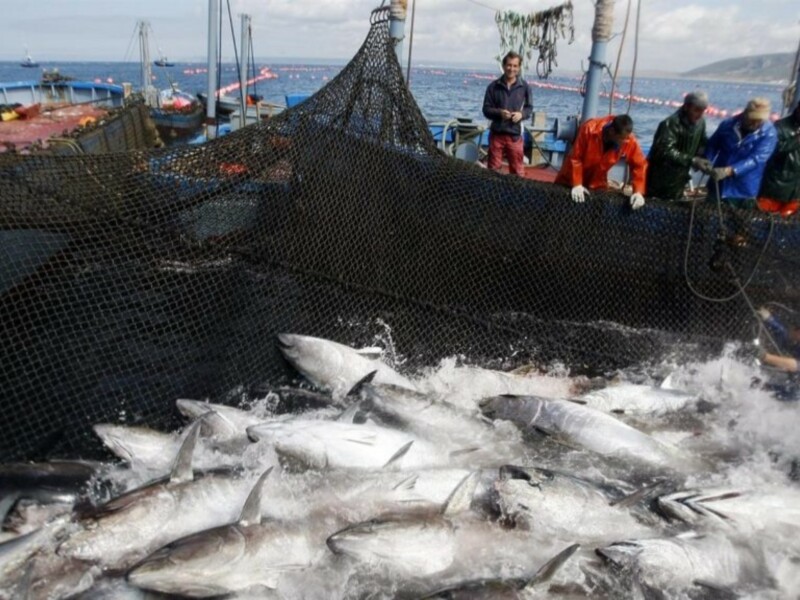 "Arraeces, historia de la Almadraba", un sistema de pesca milenario