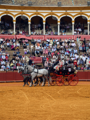 La Real Maestranza de Sevilla acoge la Exhibición de Enganches 2025 con 94 carruajes de todo el mundo